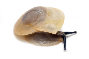 Caracolus sagemon Cuba albino shell